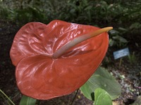 Hawaii Tropical Botanical Garden