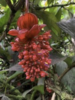 Hawaii Tropical Botanical Garden