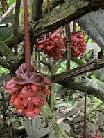 Hawaii Tropical Botanical Garden