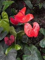 Hawaii Tropical Botanical Garden