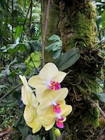 Hawaii Tropical Botanical Garden