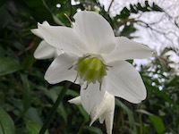 Hawaii Tropical Botanical Garden