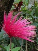 Hawaii Tropical Botanical Garden