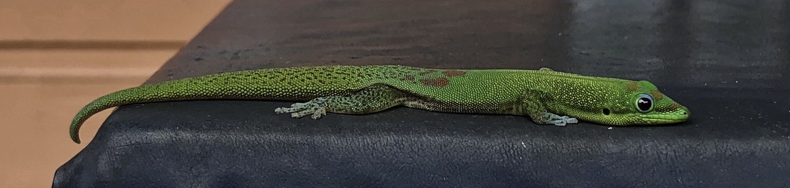 Fellow visitor to Waipio Valley