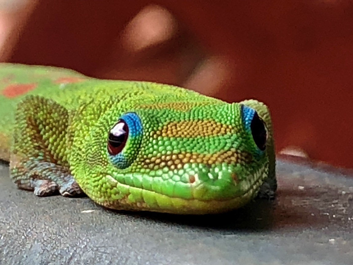 Fellow visitor to Waipio Valley