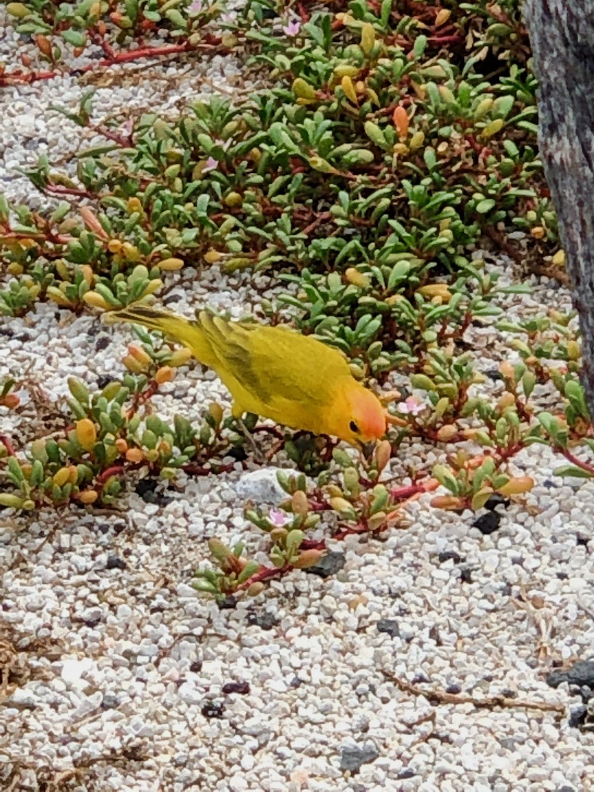 ⁨Pu‘uhonua o Hōnaunau Park⁩