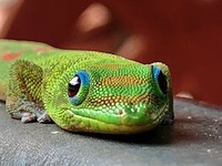 Fellow visitor to Waipio Valley