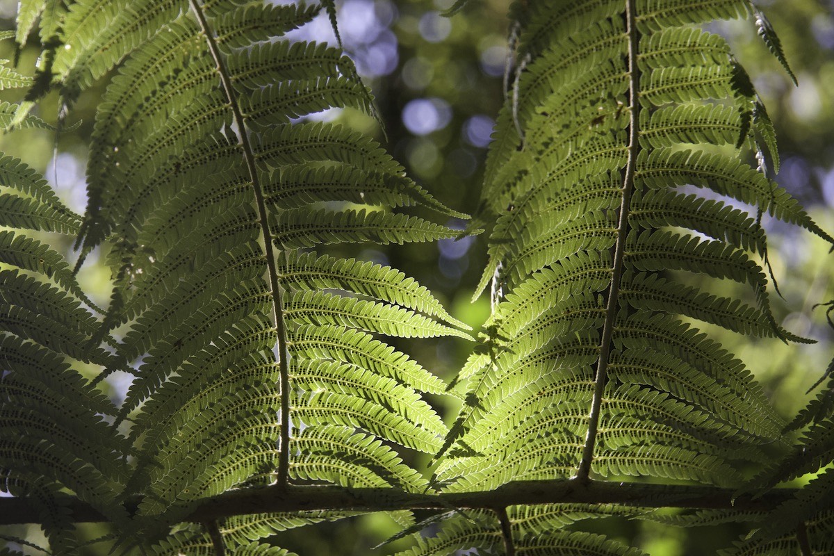 Punga Tree in full glory