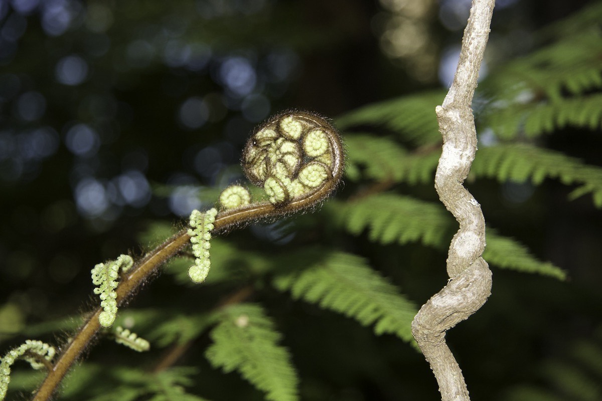 Birth of a Punga Frond
