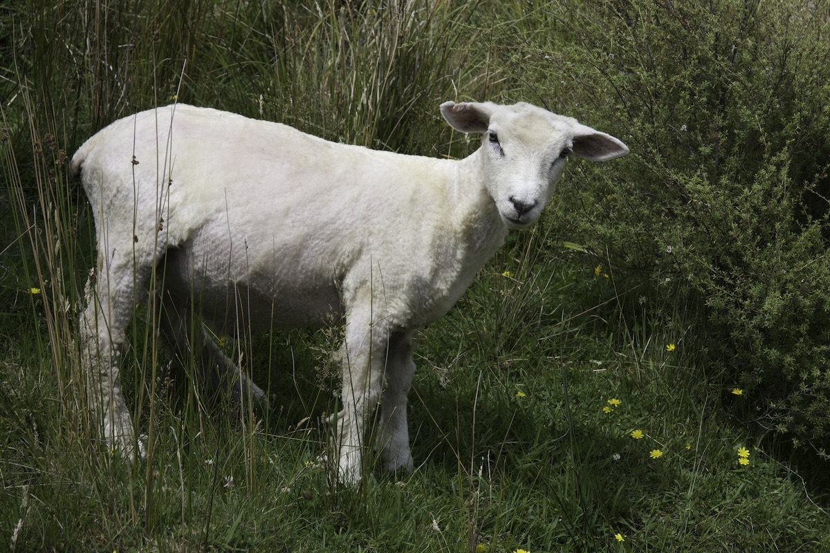 Was it you who stole my coat?