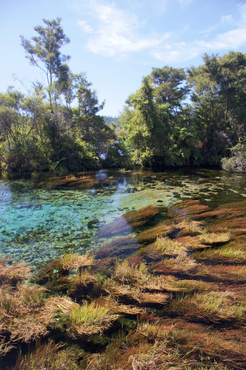 ... This freshwater spring is huge.
