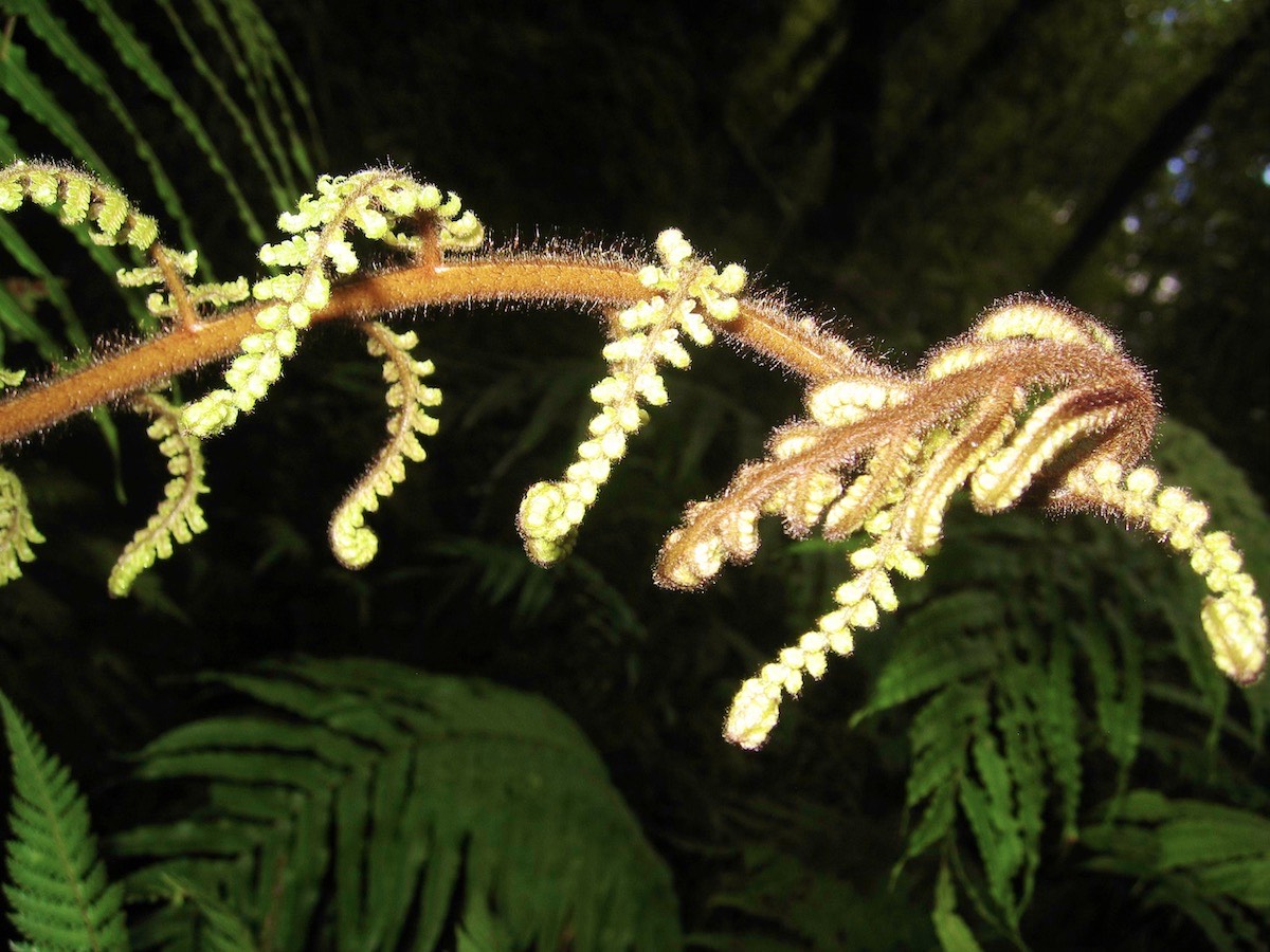 A fascination with ferns