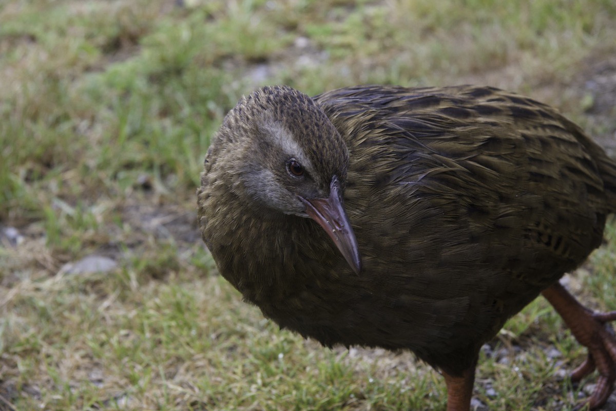 Weka posing for the camera