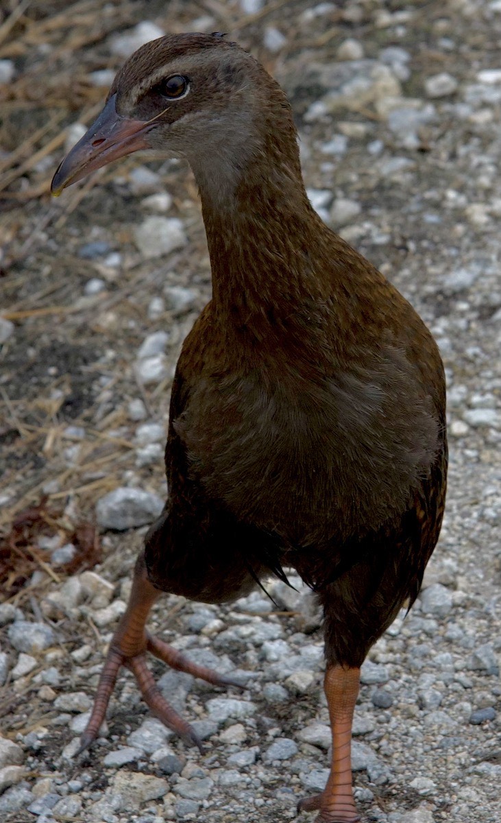 Wakas are curious and very dumb