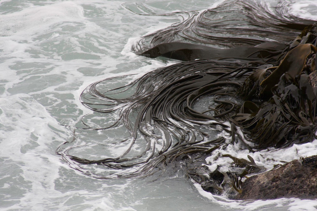 Swirling patterns of Kelp