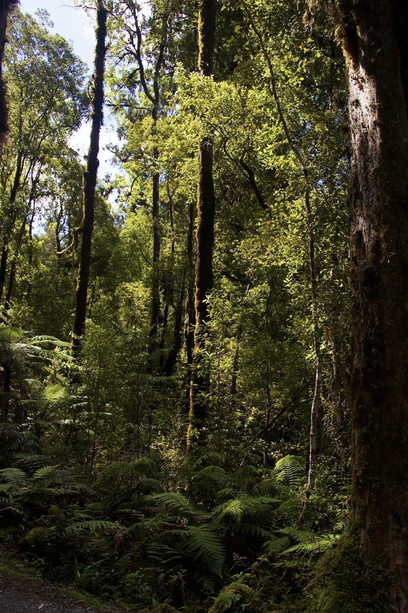 Lush forest growth beside Lake Matheson