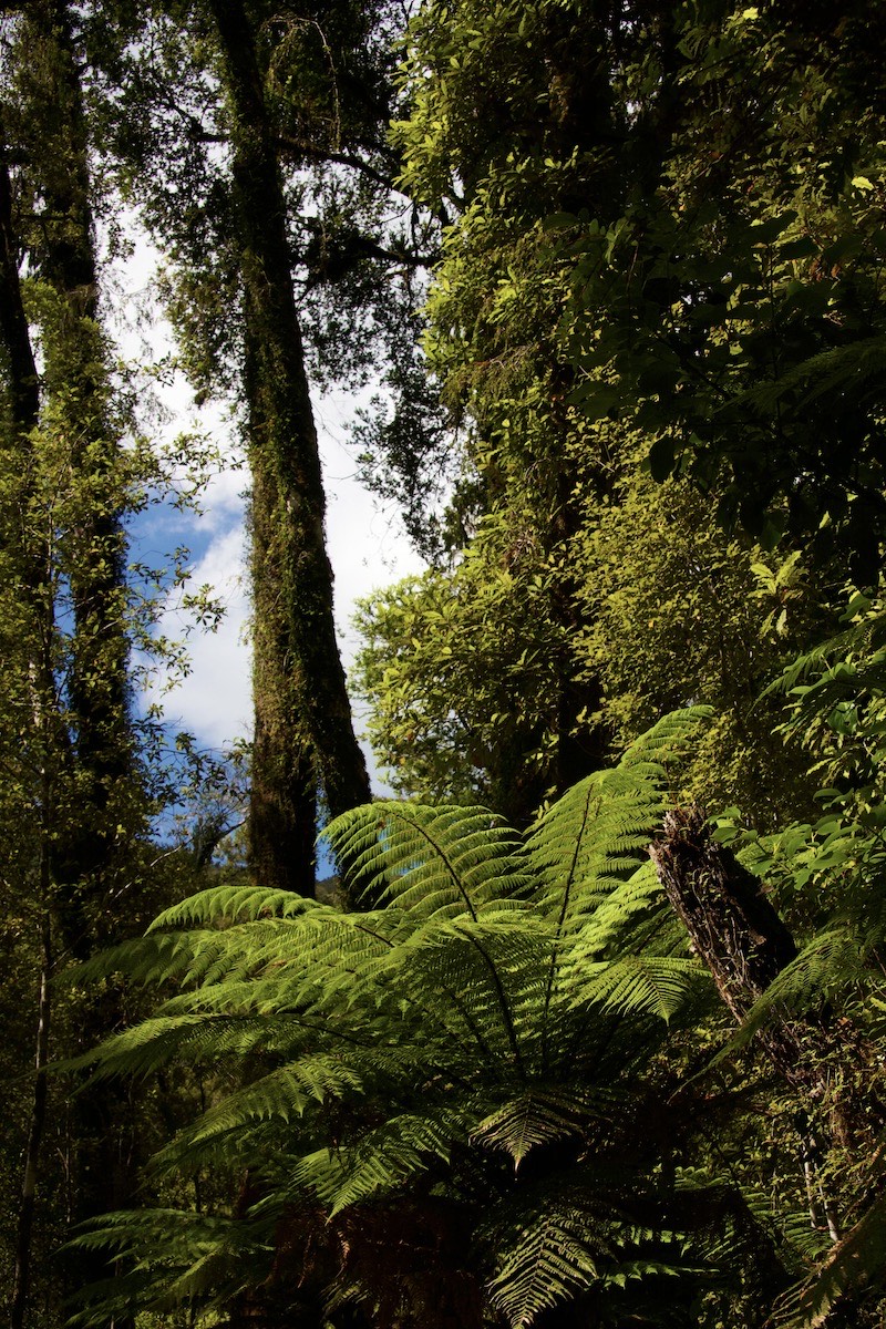 Lush native forest at Lake Matheson