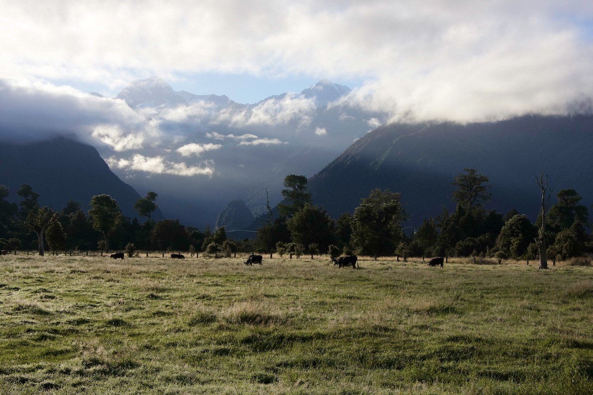 Aoraki (Mount Cook) and Horokoau (Mount Tasman) from the meadows at Lake Matheson