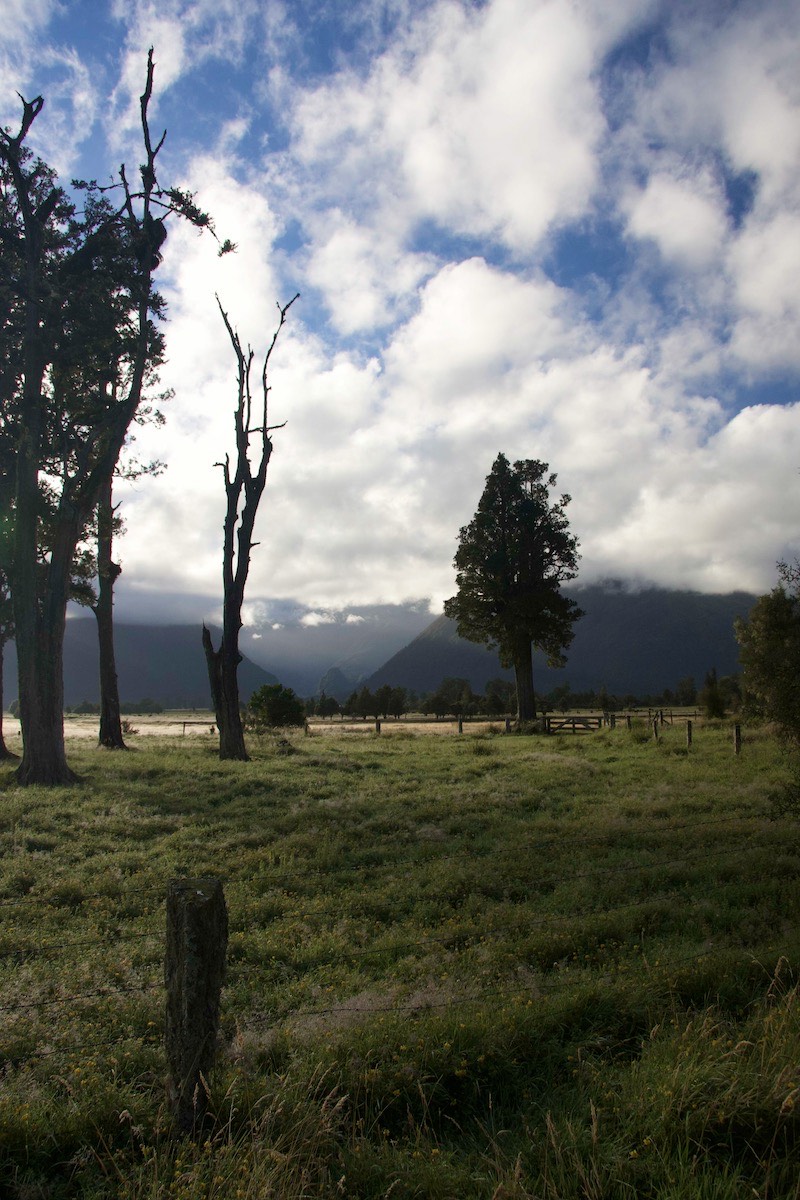 Morning in the meadows beside Lake Matheson
