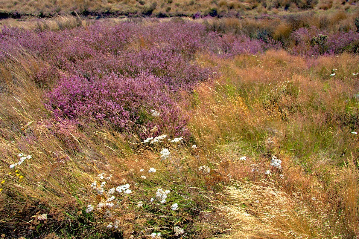 Heather, grasses and pepperweed