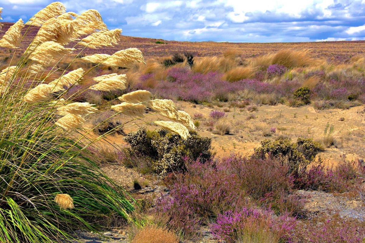 Toe toe waving over the heather and desert grasses