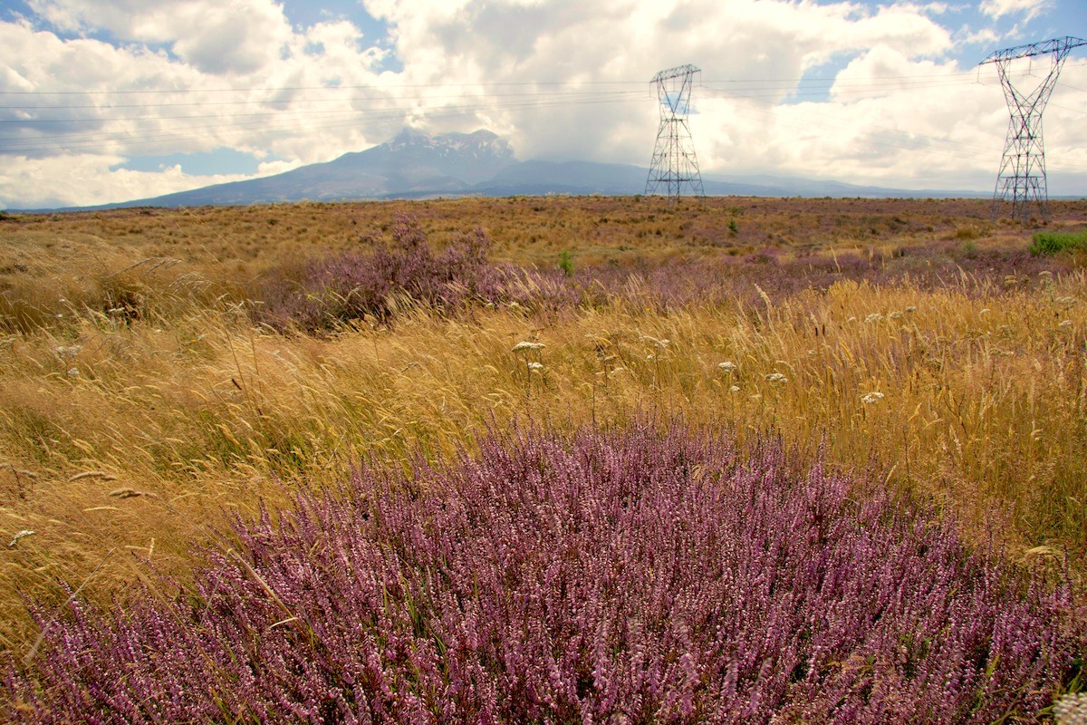 Mount Ruapehu from the Desert Road