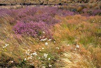 Heather, grasses and pepperweed