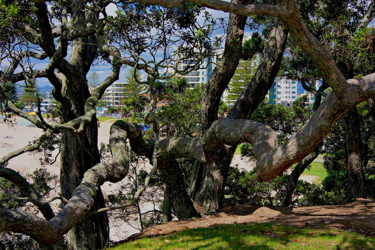 Pohutukawa contortions