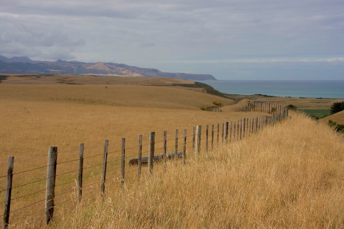 Golden farmland near Cape Palliser