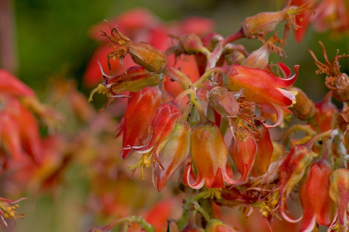 Pig's ear - not very flattering.