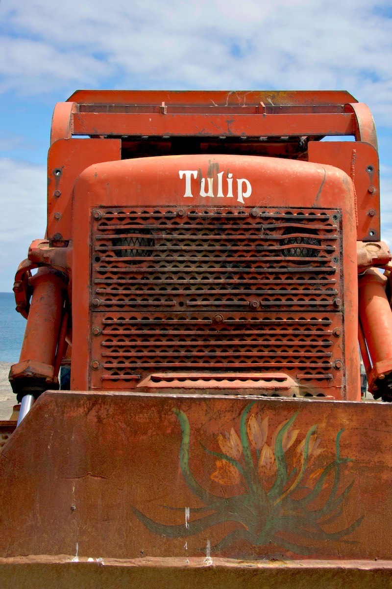 We like orange tulips but this one is a bit much