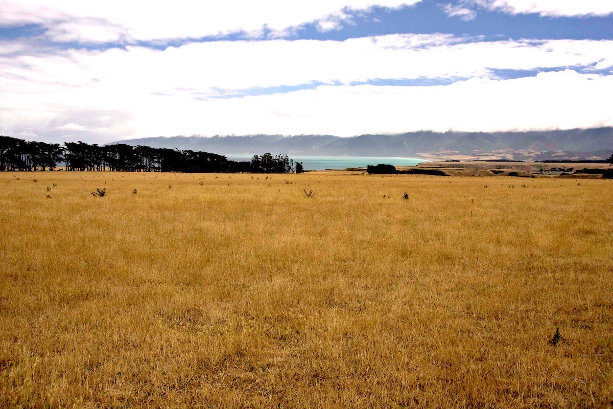 Golden farmland near Cape Palliser