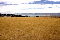Golden farmland near Cape Palliser