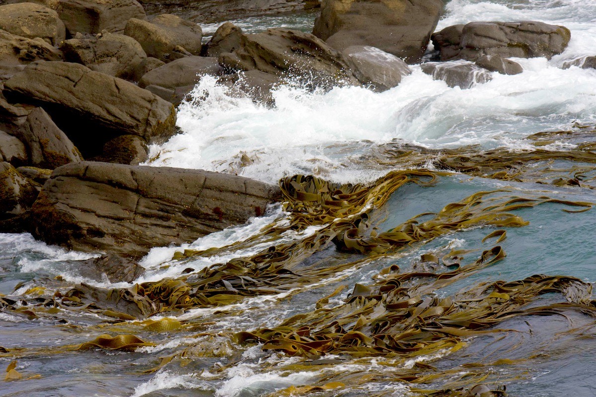 Tide in knots in Porpoise Bay