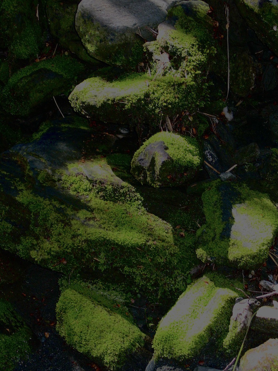 Mossy rocks are plentiful