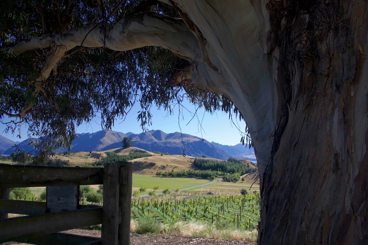 From the road to Glendhu Bay near Wanaka