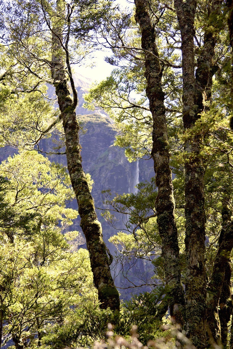 Beech trees and waterfalls on the way to Rob Roy