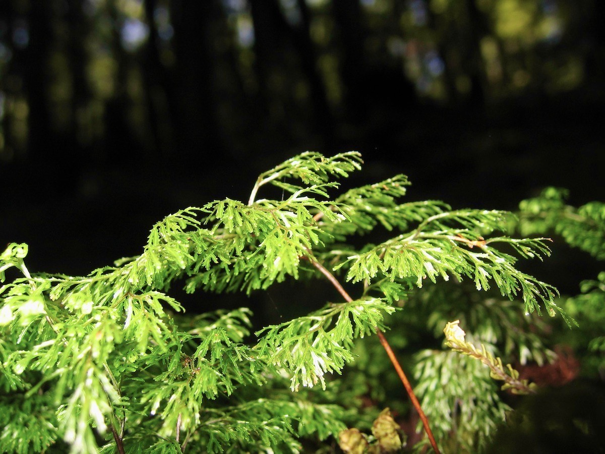 Fresh growth catching the light on the Routeburn track