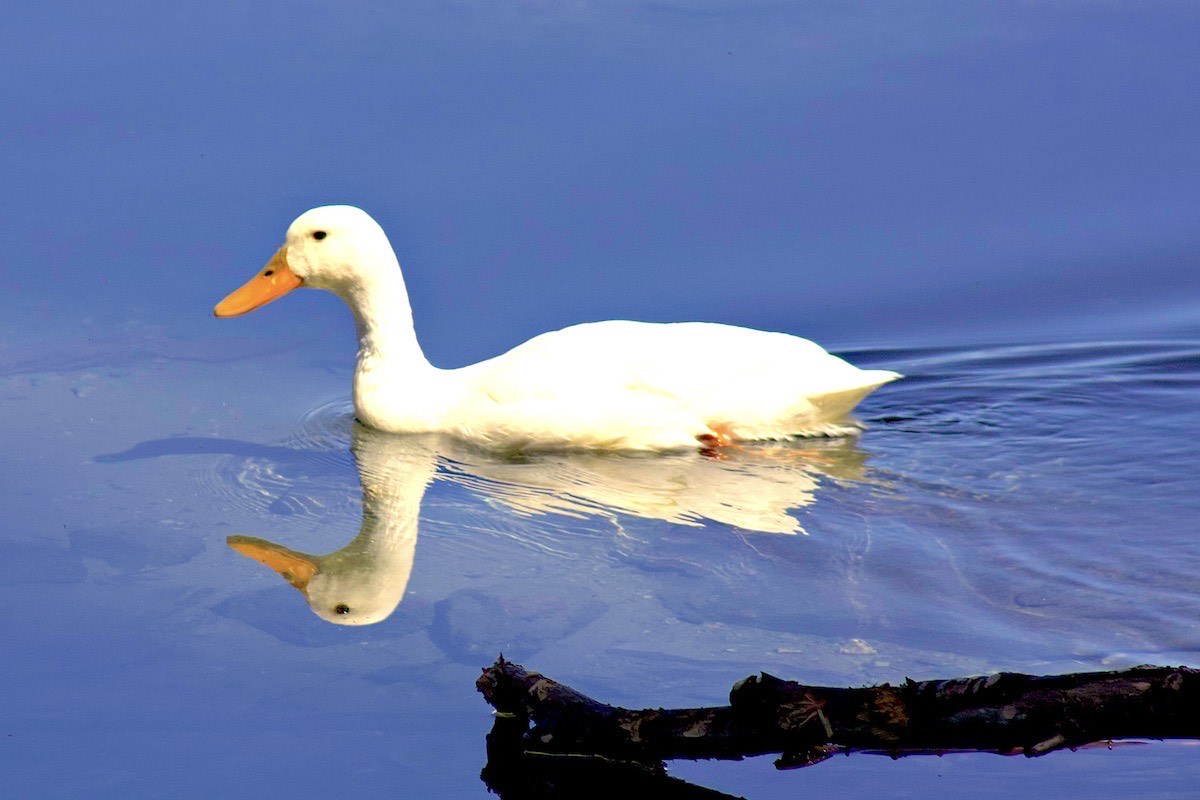 The  Double Headed Duck