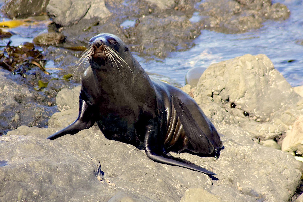 This sophisticate prefers the sleek look