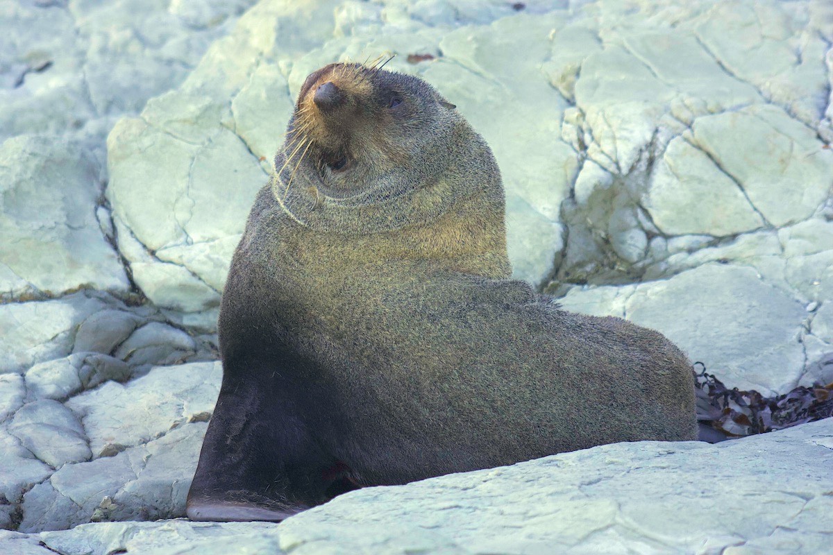 My neck is so fat it's hard to turn