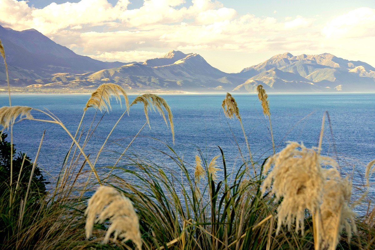 And as the wind dies the toetoe grasses are still