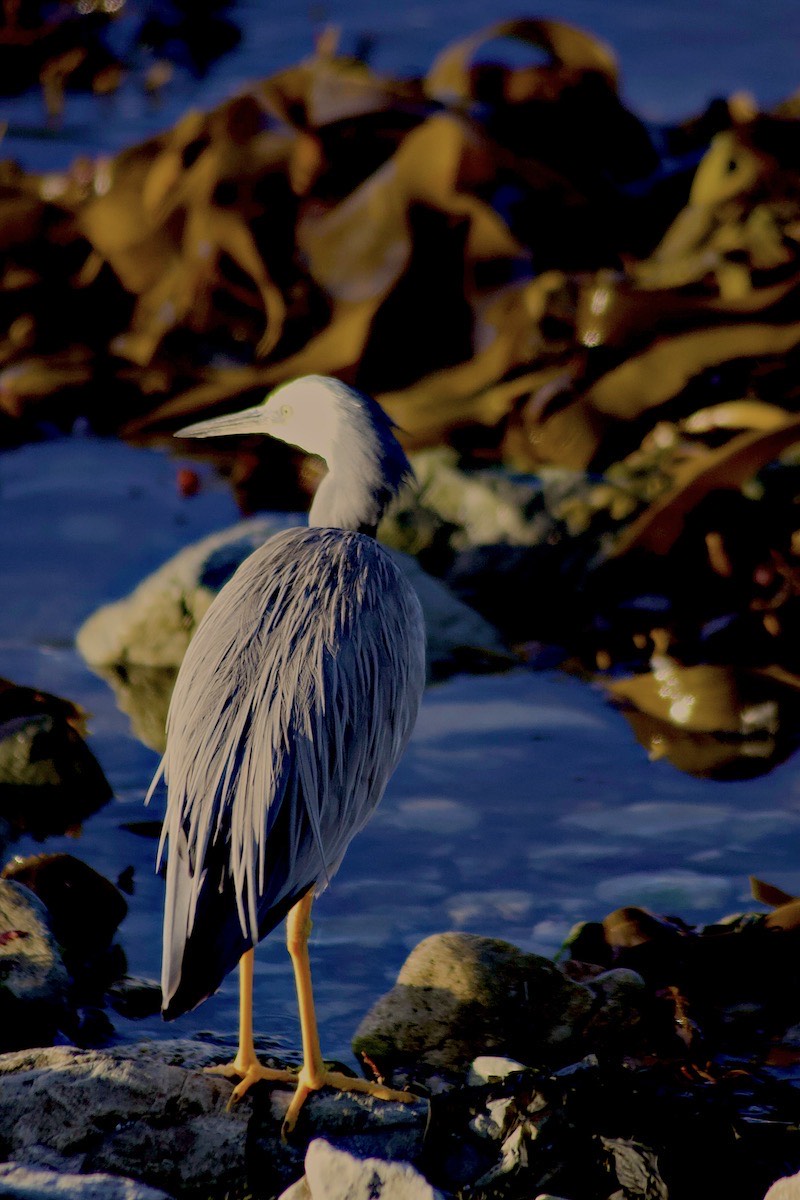 Egret foraging
