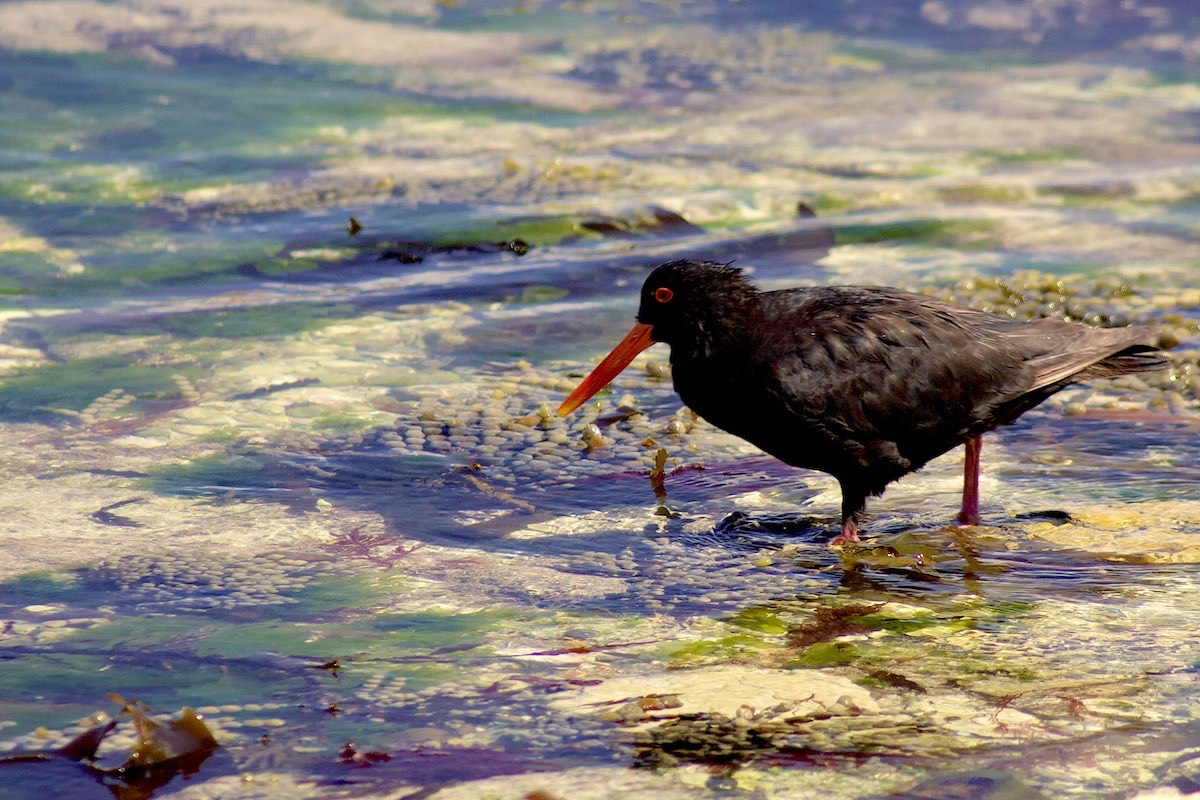 Tending the water garden