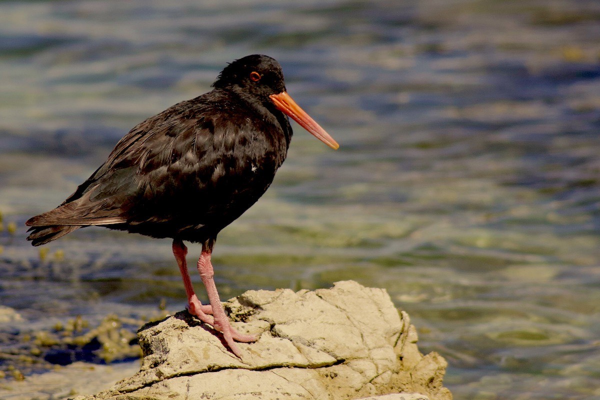 A lawyer thinking upon the brief?