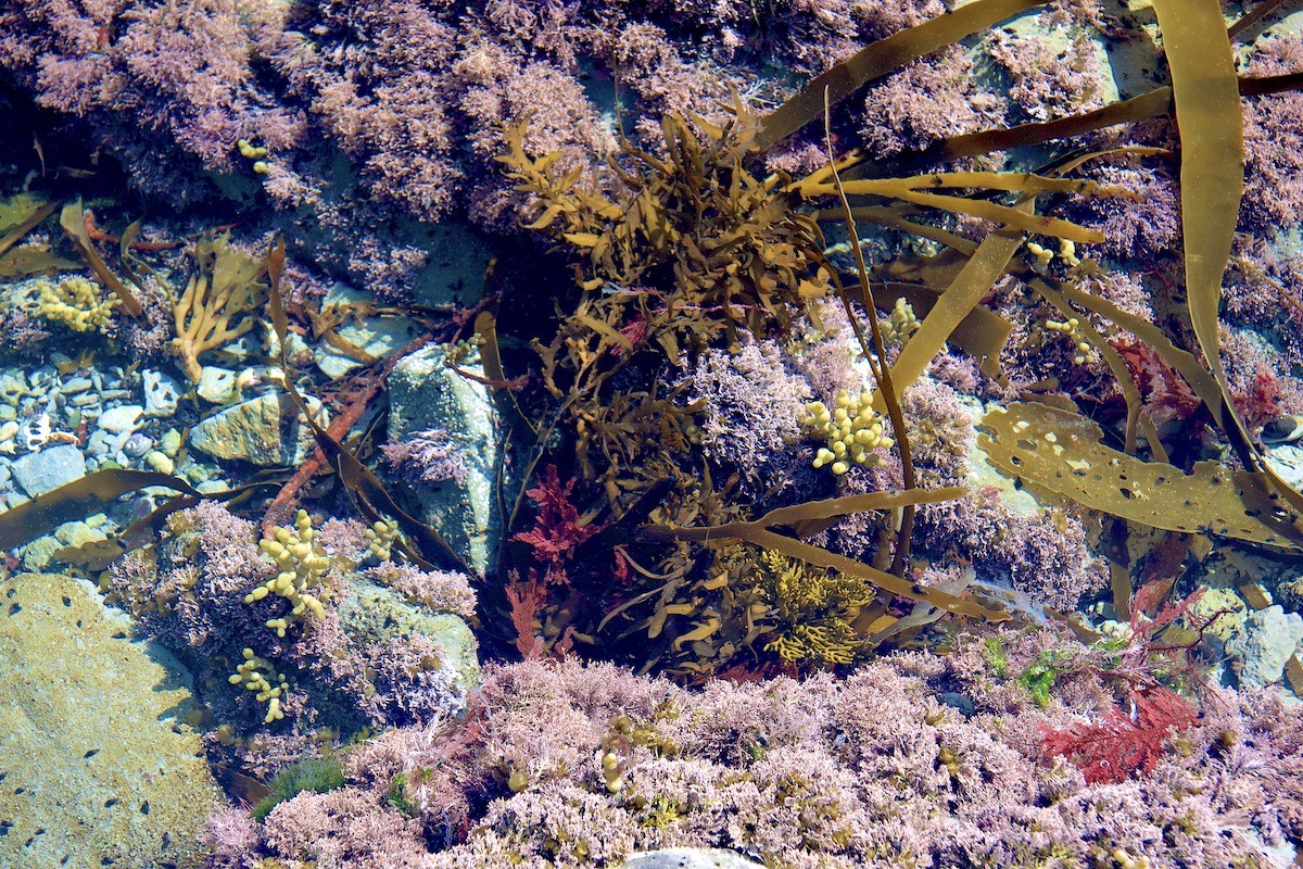 Colour in the rock pool