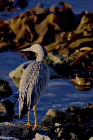 Egret foraging