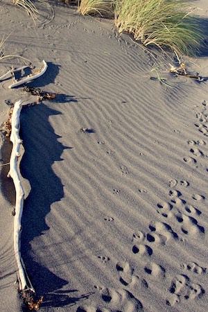 More footprints - these ones not ours, and tiny