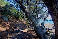 Pohutukawa trees along the mount trail