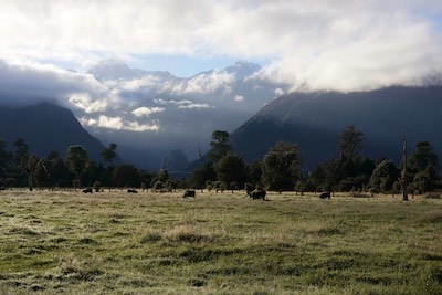 Aoraki (Mount Cook) and Horokoau (Mount Tasman) from the meadows at Lake Matheson